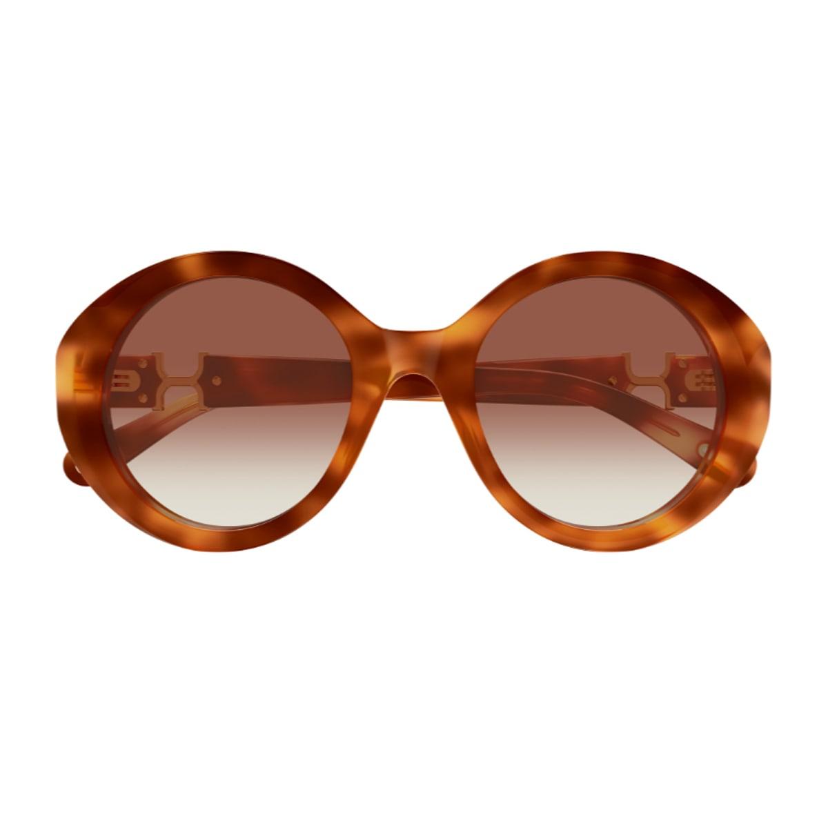 chloé ch0332s marcie- linea chloé 003 havana brown sunglasses
